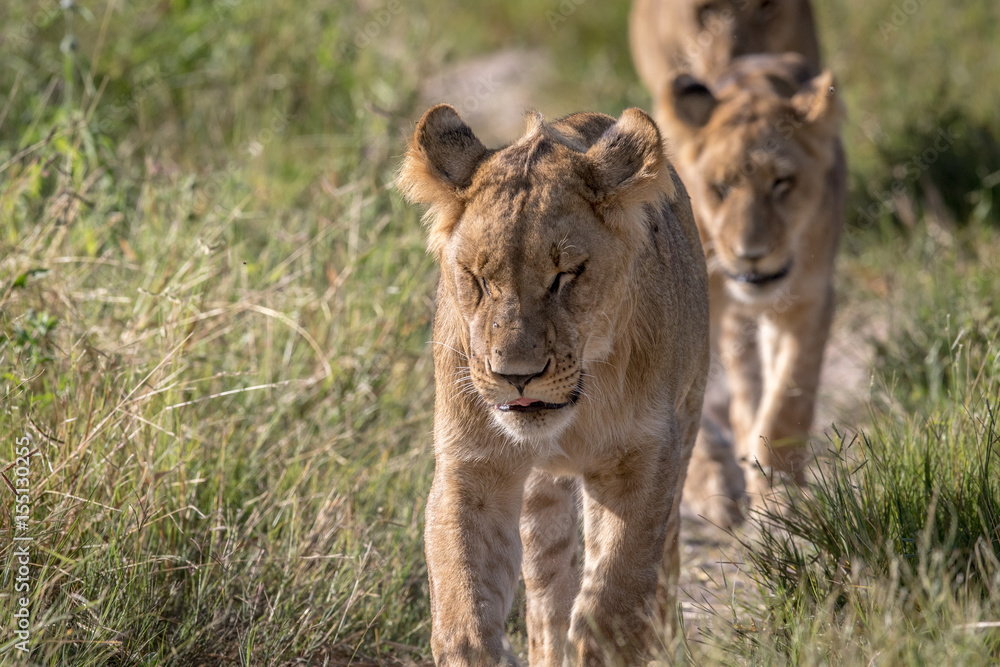Lions walking towards the camera. Lions walking towards the camera.