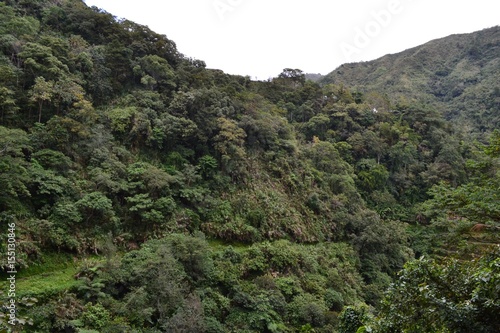 jungle view and plants in Banaue photo