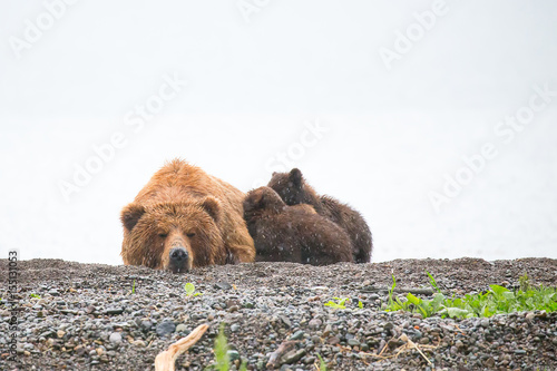Mama bear taking a nap under the rain