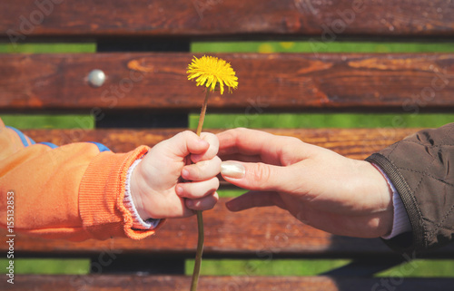 Close up of womans hand giving little  yellow  flower to child photo