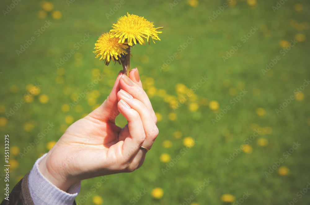 A female hand holds a yellow flower in the spring. Close-up. Instagram A female hand holds a yellow flower in the spring. Close-up. Instagram