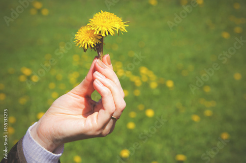 A female hand holds a yellow flower in the spring. Close-up. Instagram