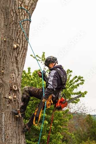 Lumberjack with saw and harness pruning a tree. Arborist work on old walnut tree.