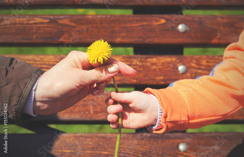 Close up of womans hand giving little  yellow  flower to child