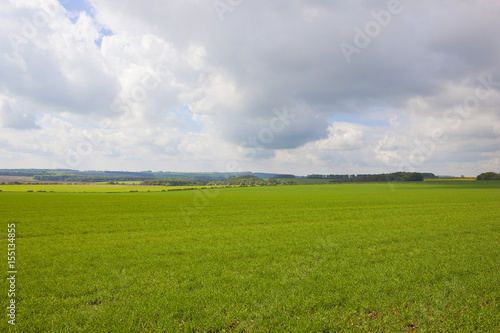 scenic wheat fields