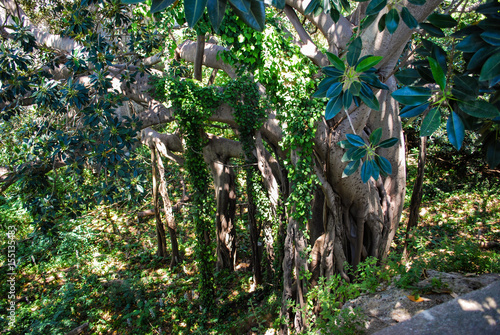 A giant ficus macrophylla on the Paradise latomie in Syracuse. Sicily photo