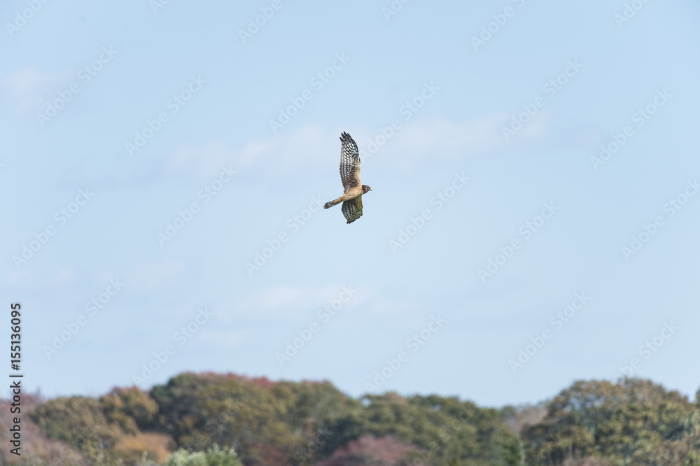 Female Northern Harrier wings spread Female Northern Harrier wings spread