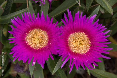 pink ice plant