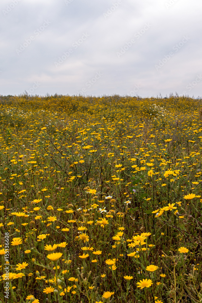 Obraz premium Spring Algarve landscape flora