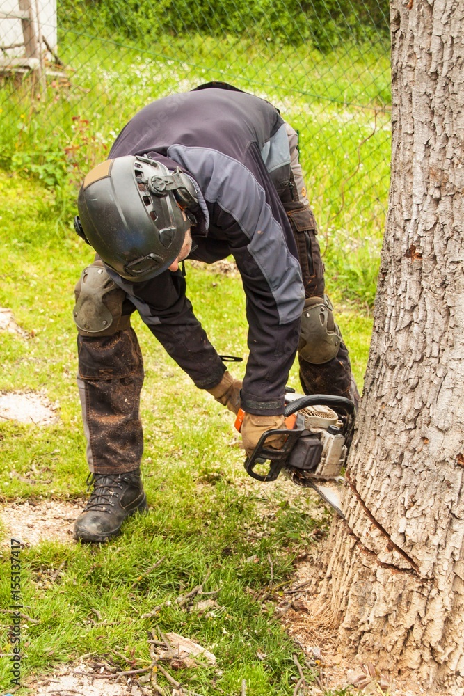 Woodcutter cuts the old walnut tree. Work from a chain saw. Wood preparation for heating. Woodcutter cuts the old walnut tree. Work from a chain saw. Wood preparation for heating.