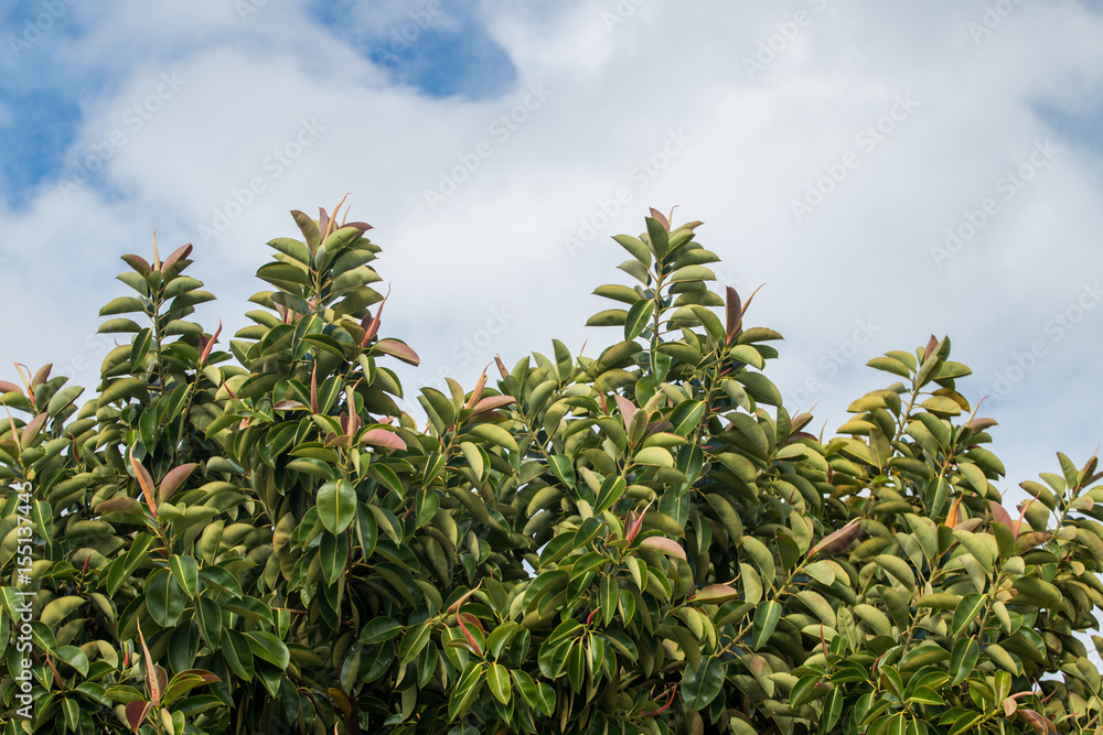 Ficus elastica tree Ficus elastica tree