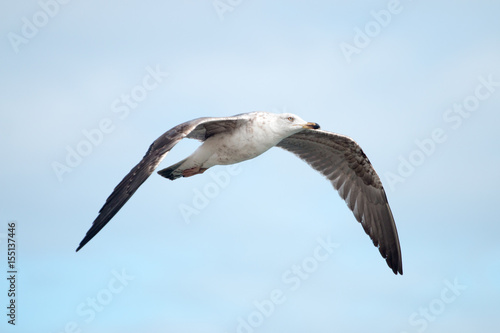 Close up of seagull flight © Mauro Rodrigues