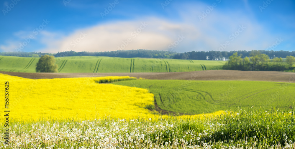 yellow, blooming canola field-panorama