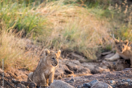 Lion cub sitting in a rocky riverbed.