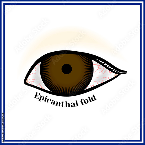 Epicanthal fold. Fold at the inner corner of the eye.