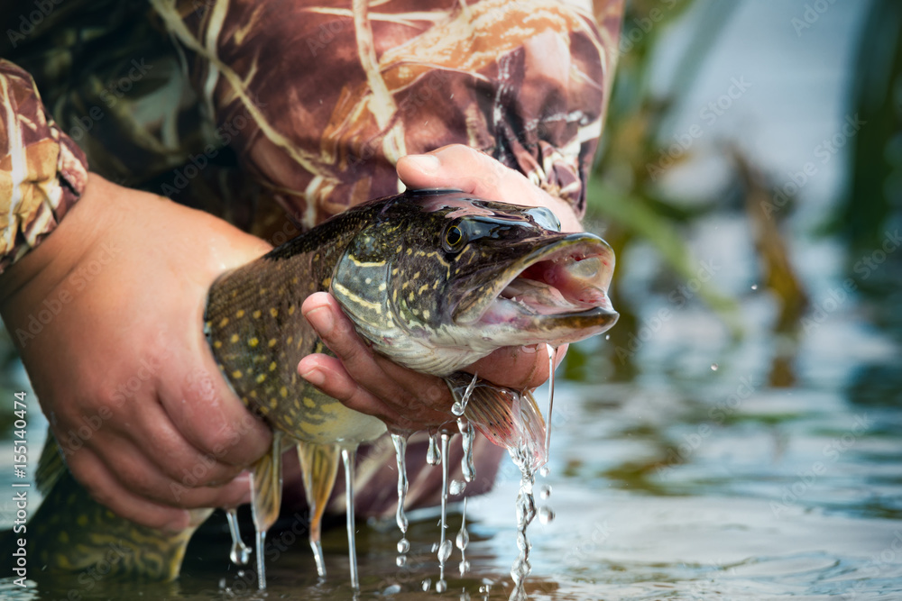 Fish In Hand. Open-Mouthed Large Speckled Pike With Drops Of