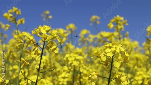 Canola field and insect photo