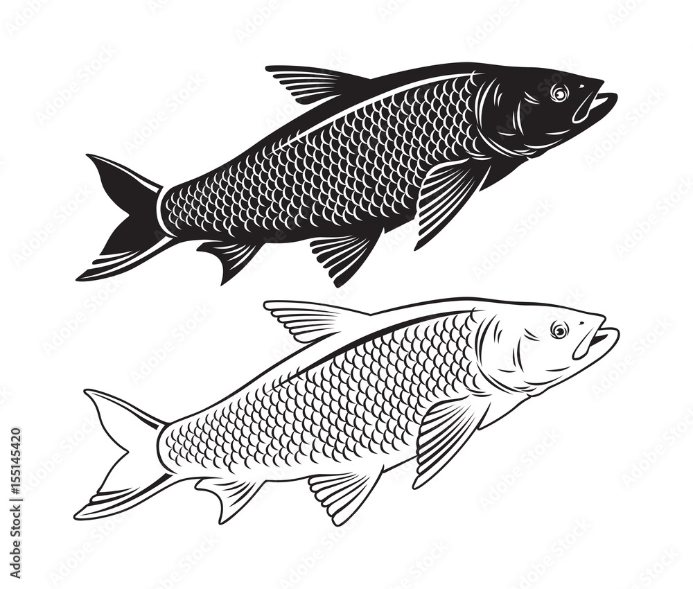 Obraz premium fish chub