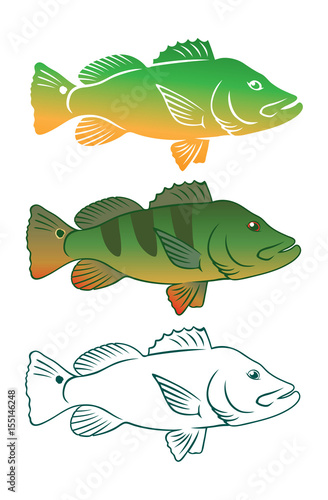 Peacock bass