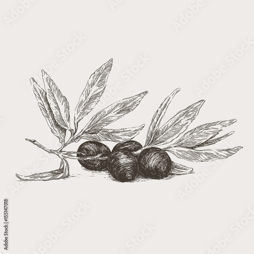 Branch of olive tree. Vector illustration.