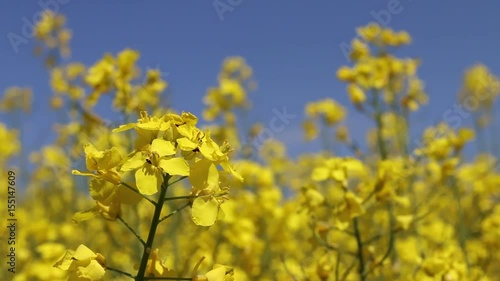 Canola field insect closeup