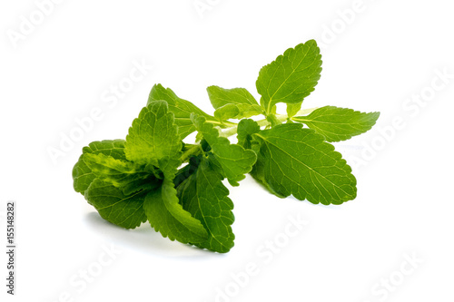 Stevia Pflanze isoliert freigestellt auf weißen Hintergrund, Freisteller
