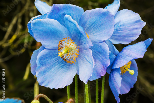 Large flowers of Meconopsis Himalayan blue poppy close-up.