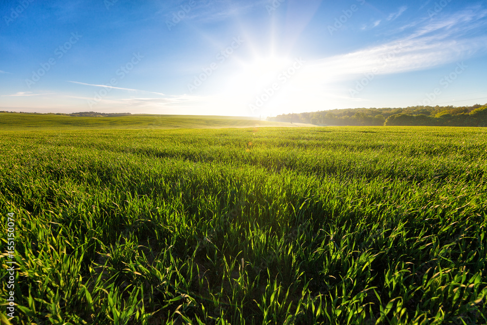 Green Field and Beautiful Sunset Green Field and Beautiful Sunset