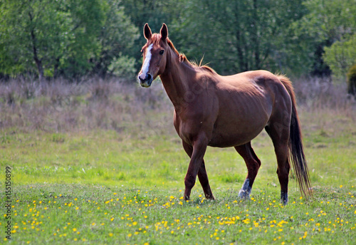 Horse walking in field 