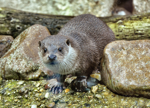 otter