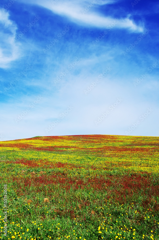 Field of Alentejo at Spring time, colorful background