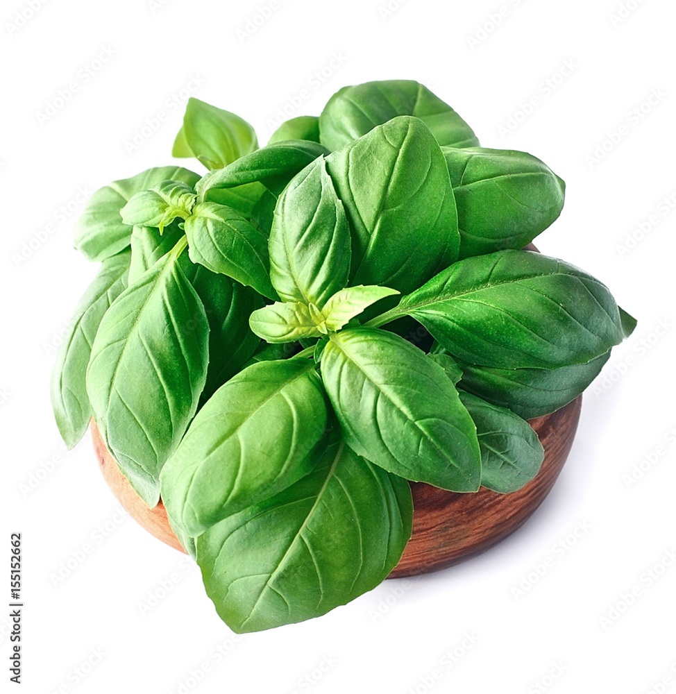 Fresh basil leaves isolated . Fresh basil leaves isolated .