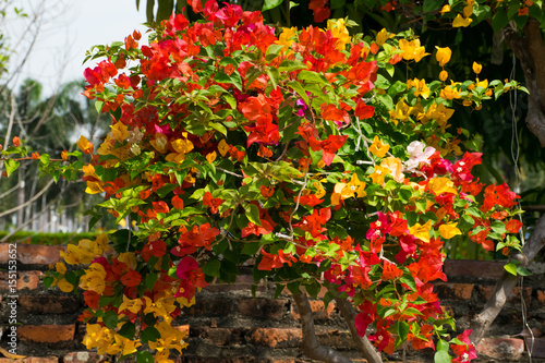 Bougainvillea