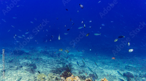 Fototapeta Naklejka Na Ścianę i Meble -  Coral reef and fish in tropical sea or ocean underwater