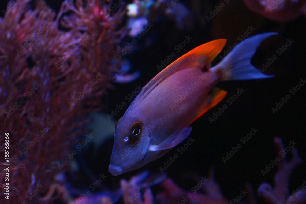 Wunderschöner Fisch Wunderschöner Fisch