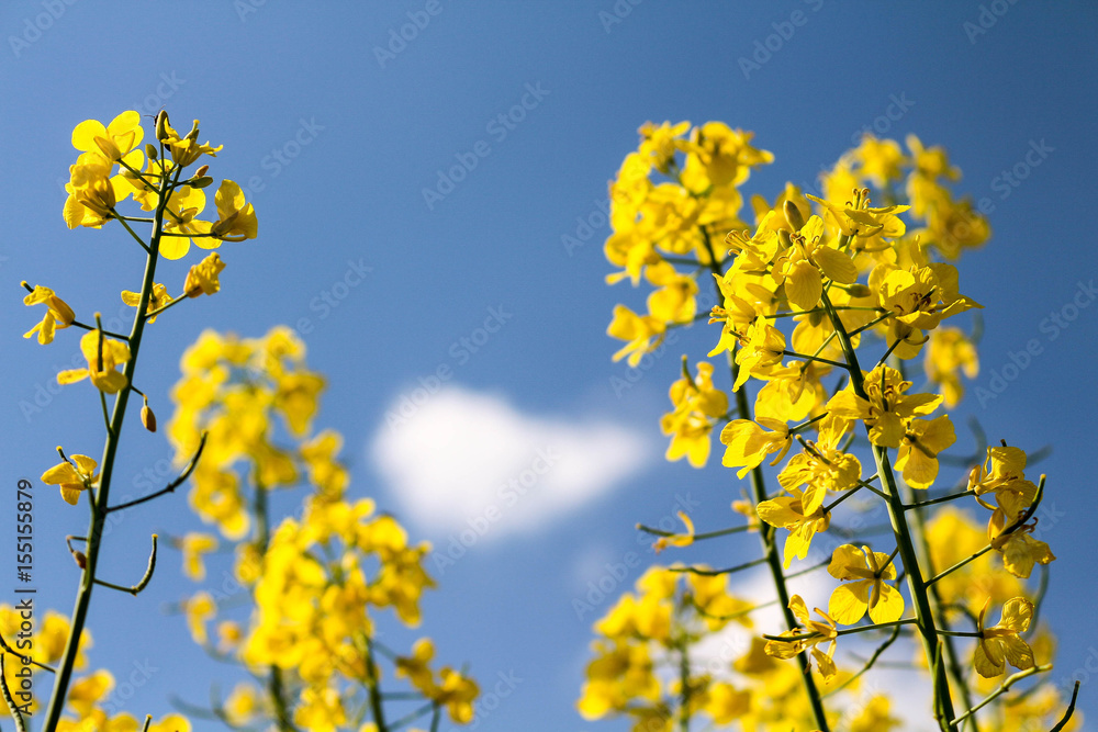Closeup of rapeseed (Brassica napus) flowers with a blue sky background Closeup of rapeseed (Brassica napus) flowers with a blue sky background