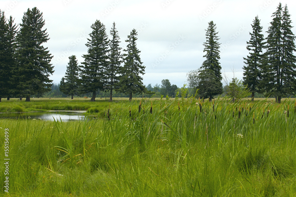 Marshland Sedge fen. Vegetation and water from the swamps in Siberia