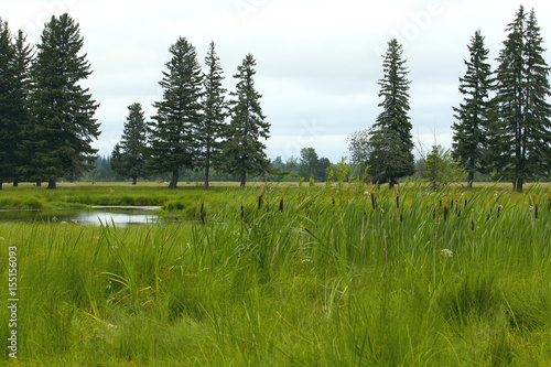 Obraz na płótnie Marshland Sedge fen. Vegetation and water from the swamps in Siberia w salonie