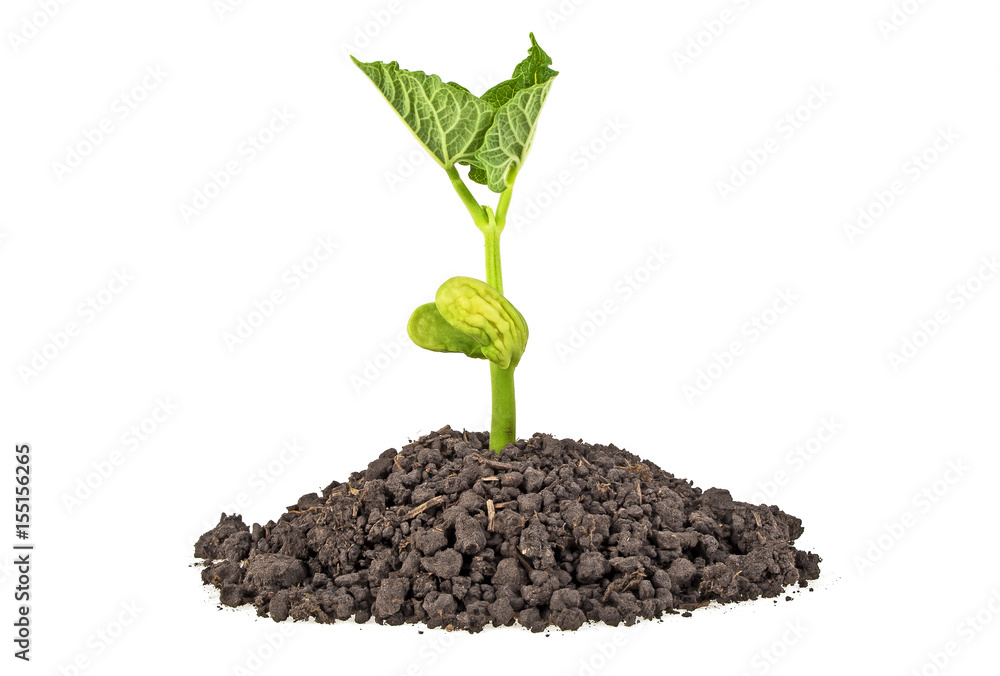 Young plant of bean with humus isolated on white background Young plant of bean with humus isolated on white background