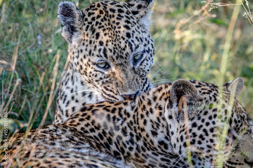 Leopard grooming another Leopard. © simoneemanphoto
