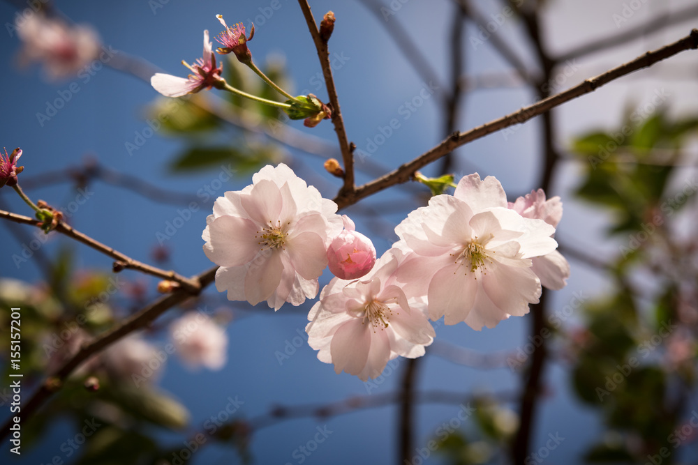 Cherry blossoms on sky background Cherry blossoms on sky background