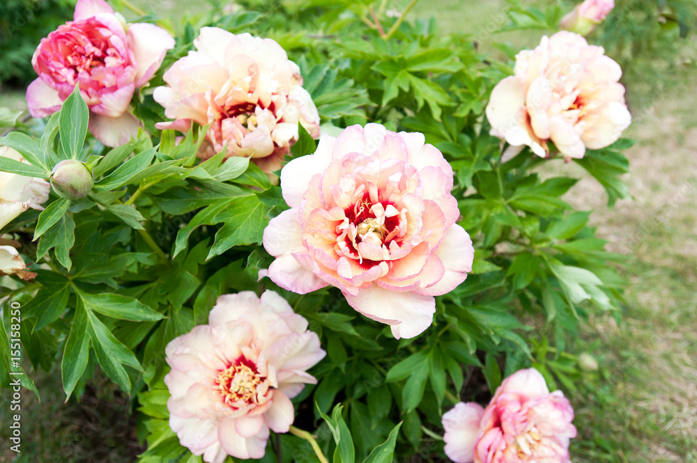 Bush with many beautiful creamy colored peony flowers. Callie's memory. Bush with many beautiful creamy colored peony flowers. Callie's memory.