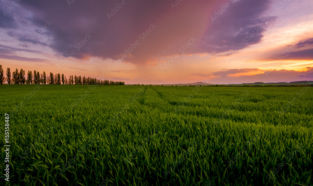 Growing field of corn with the west of the field.