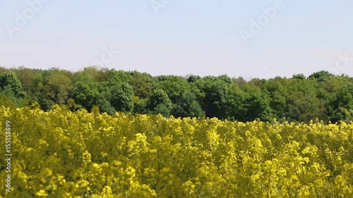 Insect pollinated canola field photo