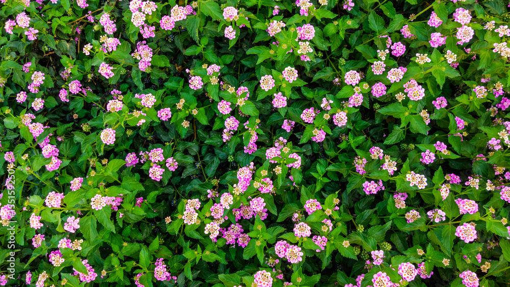 Blooming pink and violet small flowers