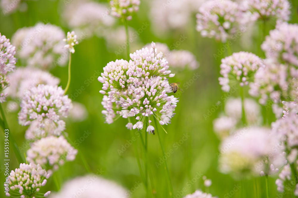 Fototapeta premium Flower Allium