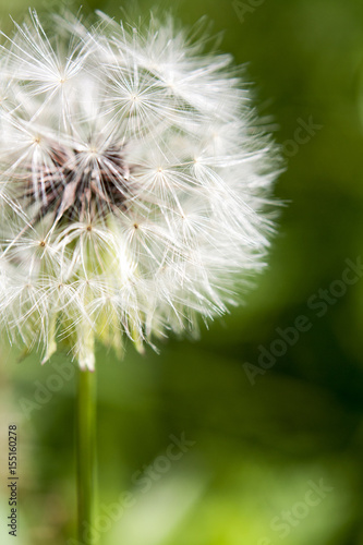 Macro Dandelion