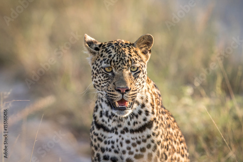Starring Leopard in the Kruger.