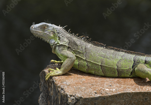 Green and black iguana with gold eye resting on an orange concrete slab against a dark water background.