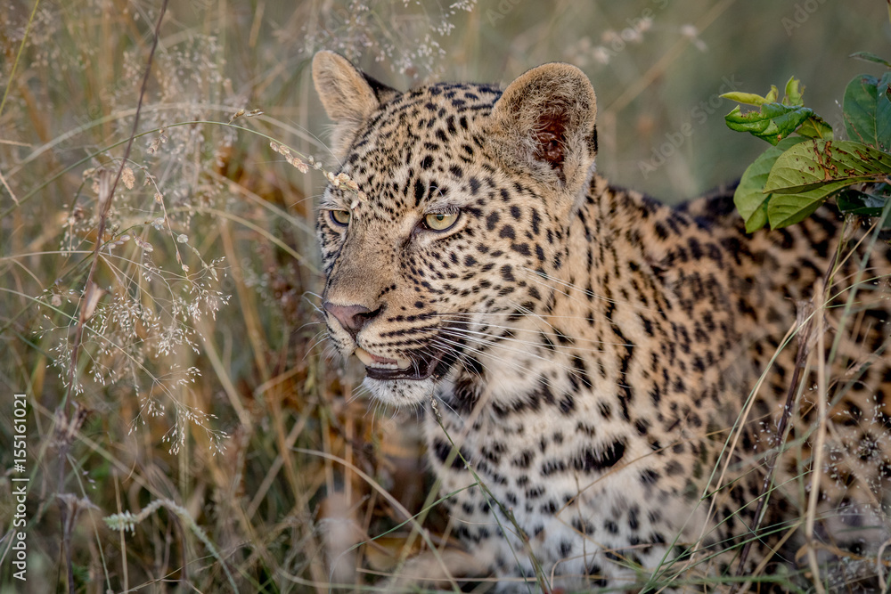 Fototapeta premium Side profile of a starring Leopard.